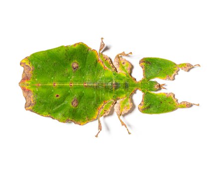 Photo for Top view of a Leaf-insect, Phyllium giganteum, isolated on white - Royalty Free Image