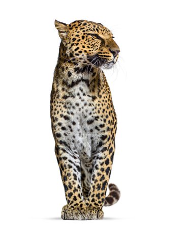 Téléchargez les photos : Léopard tacheté, Panthera pardus, debout fièrement et regardant loin, isolé sur blanc - en image libre de droit