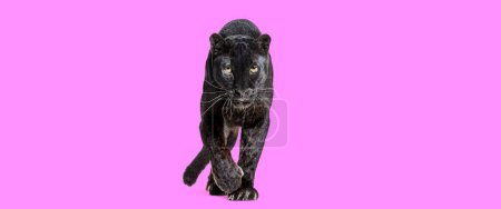 Foto de Black leopard walking towards the camera and staring at the camera isolated on pink background - Imagen libre de derechos