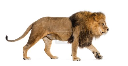 Photo for Side view of a male adult lion walking away, isolated on white - Royalty Free Image