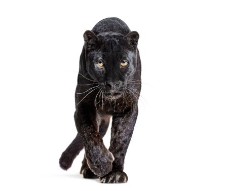 Téléchargez les photos : Black leopard, panthera pardus, walking towards the camera and staring at the camera, isolated on white - en image libre de droit
