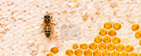 Téléchargez les photos : Abeille à miel mangeant du miel sur le cadre d'une ruche où reste de la cire, isolée sur un fond blanc - en image libre de droit