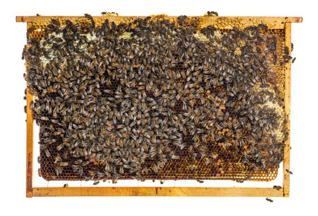 Foto de Muchas abejas obreras vistas desde arriba en un pedazo de panal. Puedes ver larvas de abejas. - Imagen libre de derechos