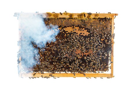 Foto de Muchas abejas obreras vistas desde arriba en un pedazo de panal. Puedes ver larvas de abejas. - Imagen libre de derechos