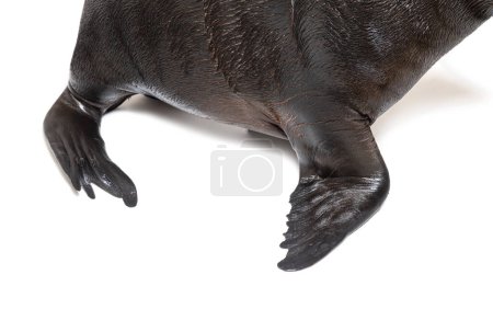 Téléchargez les photos : Flippers of a South American sea lion, Otaria byronia, isolated on white - en image libre de droit
