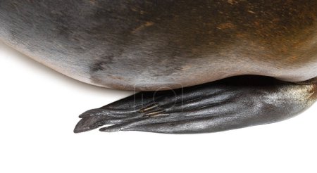 Téléchargez les photos : Detail of a Front fin of a South American sea lion, Otaria byronia, isolated on white - en image libre de droit