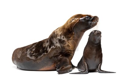 Foto de Two months old Pup and its mother South American sea lion, Otaria byronia, isolated on white - Imagen libre de derechos