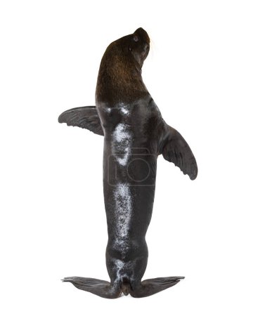 Téléchargez les photos : Male South American sea lion standing on his hind legs, Otaria byronia, isolated on white - en image libre de droit