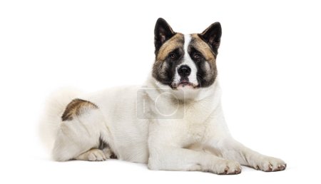 Téléchargez les photos : American akita dog looking at camera, isolated on white - en image libre de droit