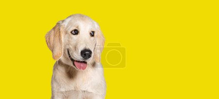 Foto de Happy Panting Puppy Golden Retriever perro mirando hacia otro lado, cuatro meses de edad, aislado sobre fondo amarillo - Imagen libre de derechos