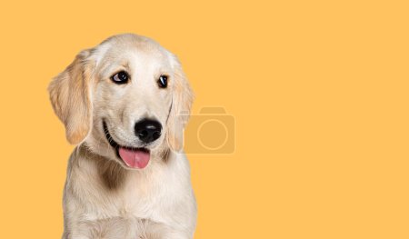Foto de Happy Panting Puppy Golden Retriever mirando hacia otro lado, cuatro meses de edad, fondo amarillo pastel agaisnt - Imagen libre de derechos