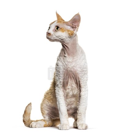 Téléchargez les photos : Sitting Devon rex cat looking away, isolated on white - en image libre de droit