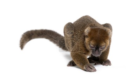 Photo for Greater bamboo lemur looking down and trying to catch something on the ground, Prolemur simus, Isolated on white - Royalty Free Image