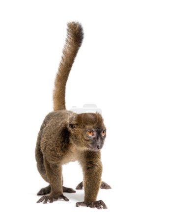 Téléchargez les photos : Greater bamboo lemur, Prolemur simus, Isolated on white - en image libre de droit
