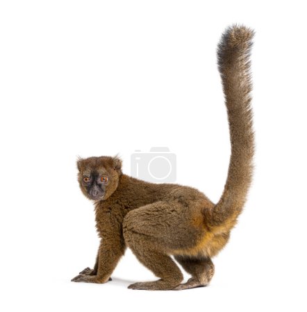 Photo for Back view of a Greater bamboo lemur looking at the camera, Prolemur simus, Isolated on white - Royalty Free Image