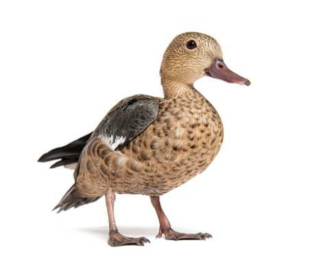 Photo for Madagascar teal duck, Anas bernieri, Isolated on white - Royalty Free Image