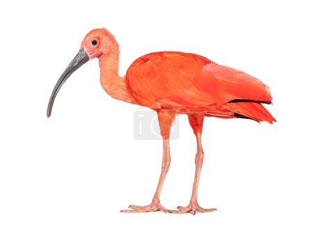 Photo for Scarlet ibis, Eudocimus ruber, Isolated on white - Royalty Free Image