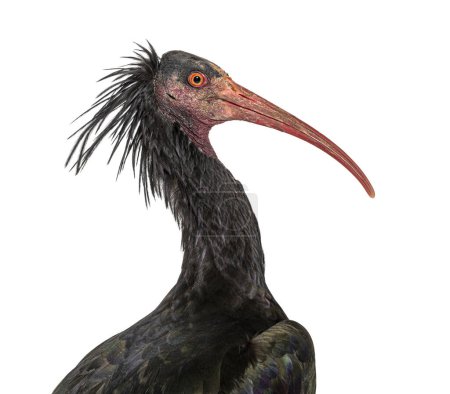 Photo for Head shot of a Northern Bald Ibis, Geronticus eremita, Isolated on white - Royalty Free Image