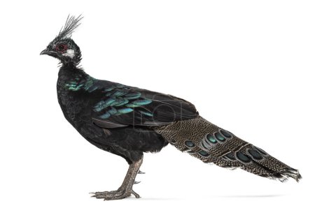 Téléchargez les photos : Palawan peacock-pheasant, Polyplectron napoleonis, isolated on white - en image libre de droit