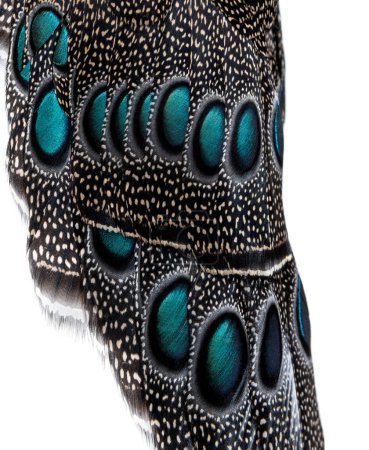 Téléchargez les photos : Close-up on Eyespots or ocellus on the Palawan peacock-pheasant feathers, Polyplectron napoleonis - en image libre de droit