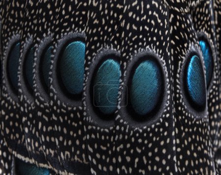 Foto de Primer plano de las macetas o el ocelo en las plumas de faisán pavo real de Palaos, Polyplectron napoleonis - Imagen libre de derechos