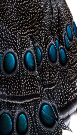 Téléchargez les photos : Gros plan sur Eyespots ou ocellus sur les plumes de paon-faisan de Palawan, Polyplectron napoleonis - en image libre de droit