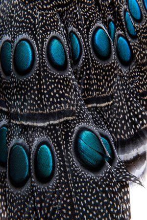Foto de Close-up on Eyespots or ocellus on the Palawan peacock-pheasant feathers, Polyplectron napoleonis - Imagen libre de derechos