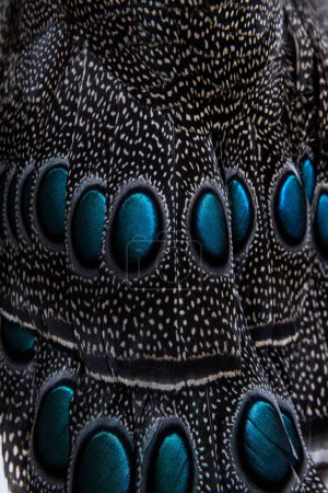 Téléchargez les photos : Gros plan sur Eyespots ou ocellus sur les plumes de paon-faisan de Palawan, Polyplectron napoleonis - en image libre de droit