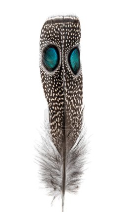 Photo for Spotted feather of a Palawan peacock-pheasant with two Eyespots, Polyplectron napoleonis, isolated on white - Royalty Free Image