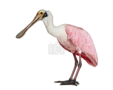 Photo for Side view of a Roseate Spoonbill bird, Platalea ajaja, Isolated on white - Royalty Free Image