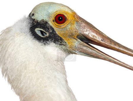 Téléchargez les photos : Head shot of Roseate Spoonbill bird, Platalea ajaja, Isolated on white - en image libre de droit