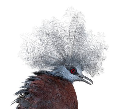Téléchargez les photos : Head and crest shot of a Sclater's crowned pigeon, Goura Sclaterii, isolated on white - en image libre de droit