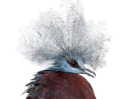 Téléchargez les photos : Head and crest shot of a Sclater's crowned pigeon, Goura Sclaterii, isolated on white - en image libre de droit