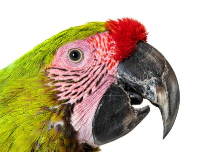 Photo for Close-up of a Great green macaw head shot, open beak, Ara ambiguus, Isolated on white - Royalty Free Image