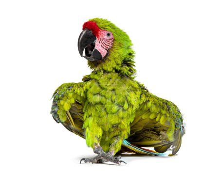 Gran guacamayo verde enojado extendiendo sus alas y plumas para impresionar, Ara ambiguus, aislado en blanco