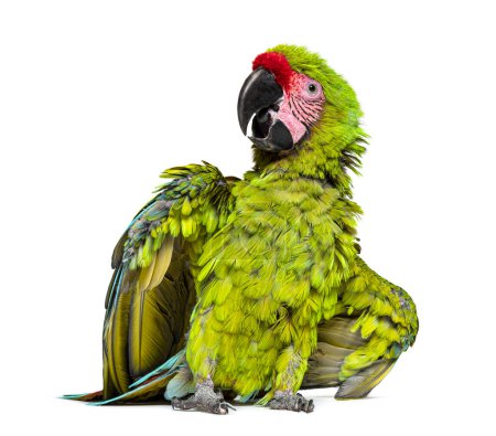 Foto de Gran guacamayo verde enojado extendiendo sus alas y plumas para impresionar, Ara ambiguus, aislado en blanco - Imagen libre de derechos