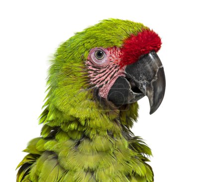 Foto de Foto de la cabeza de un guacamayo verde Enojado Gran propagación de plumas para impresionar, Ara ambiguo, Aislado en blanco - Imagen libre de derechos
