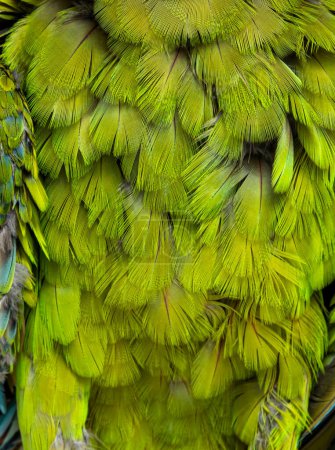 Téléchargez les photos : Macro on a furious Great green macaw green feathers, Ara ambiguus, Isolated on white - en image libre de droit
