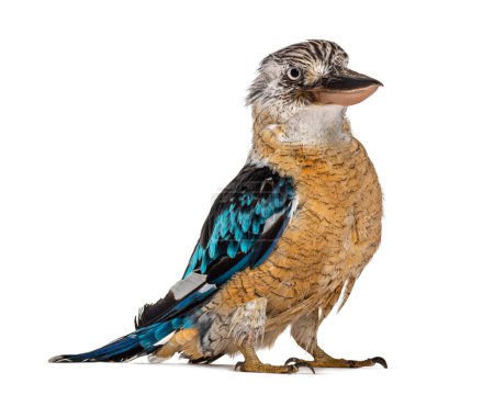 Foto de Frente a kookaburra de alas azules, Dacelo leachii, aislado en blanco - Imagen libre de derechos