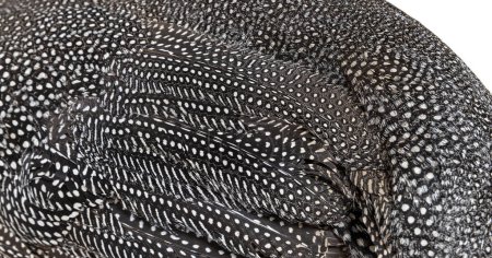 Téléchargez les photos : Close-up on Black and white  spotted Helmeted guineafowl feathers, Numida meleagris, isolated on white - en image libre de droit