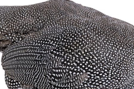 Foto de Primer plano en plumas de guineafowl con casco manchado blanco y negro, Numida meleagris, aislado en blanco - Imagen libre de derechos
