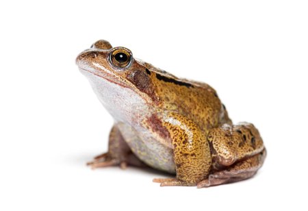 Photo for Side view of an european common frog, Rana temporaria, Isolated on white - Royalty Free Image