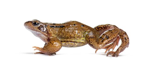 Téléchargez les photos : Side view of a european common frog walking, Rana temporaria, Isolated on white - en image libre de droit