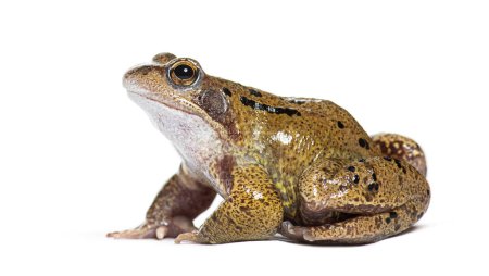 Photo for European common frog, Rana temporaria, Isolated on white - Royalty Free Image