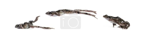 Téléchargez les photos : Side view of an european common frog jumping, Rana temporaria, Isolated on white - en image libre de droit