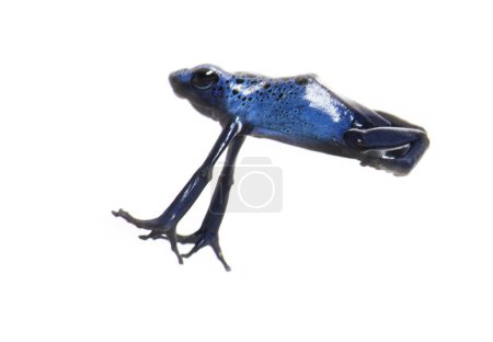 Foto de Blue poison dart frog jumping, Dendrobates tinctorius azureus, isolated on white - Imagen libre de derechos