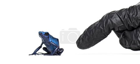 Foto de A finger of a person in a glove pushing a Blue poison dart frog, Dendrobates tinctorius azureus to jump, isolated on white - Imagen libre de derechos