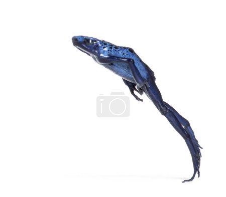 Foto de Blue poison dart frog jumping, Dendrobates tinctorius azureus, isolated on white - Imagen libre de derechos