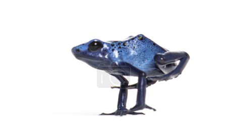 Photo for Blue poison dart frog jumping, Dendrobates tinctorius azureus, isolated on white - Royalty Free Image