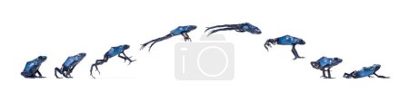 Photo pour Grenouille venimeuse bleue Séquence d'animation sautante, Dendrobates tinctorius azureus, isolée sur blanc - image libre de droit